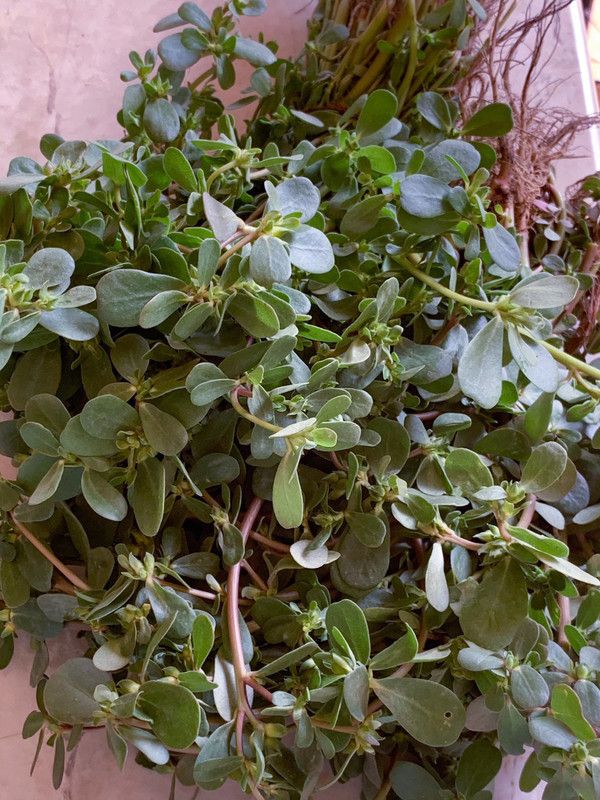 XOLDA Organic Kulfa Purslane Seed  (88 per packet)