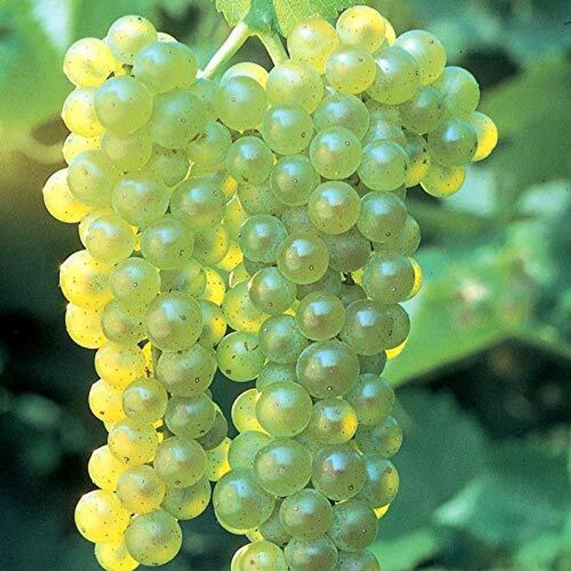 Aywal Angoor Hybrid Fruit Seed  (45 per packet)