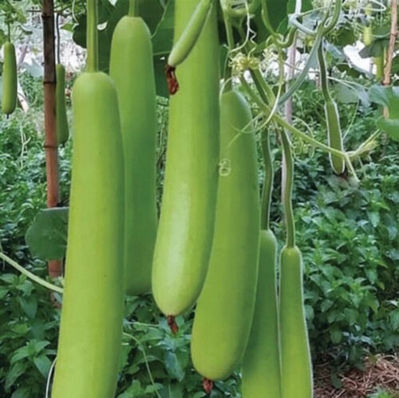 UGRA Long Gourd Dudhi Zucca Lauki Seed  (200 per packet)