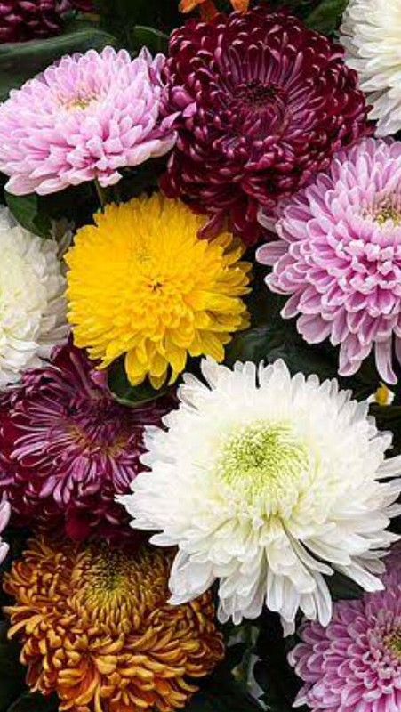 XOVO Exotic Chrysanthemum Flower Seed  (25 per packet)