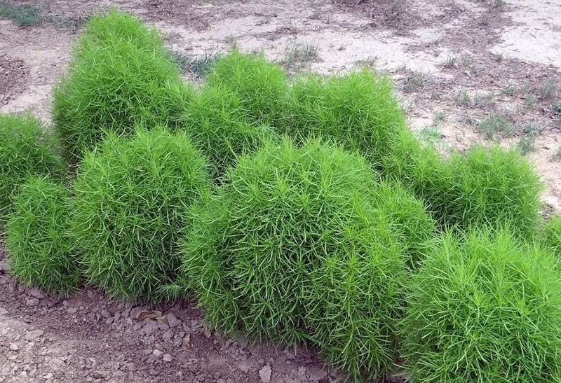 XOLDA Kochia Seed  (45 per packet)