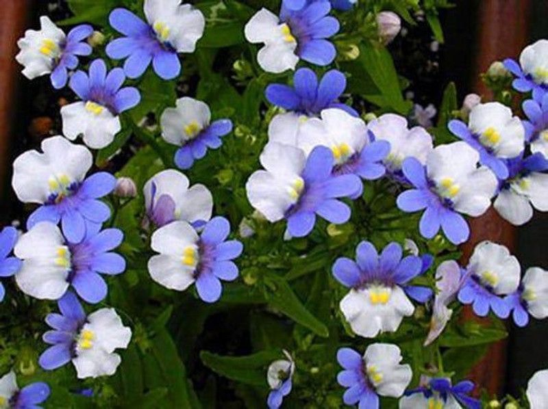 Mozette Nemesia red and white Seed  (52 per packet)