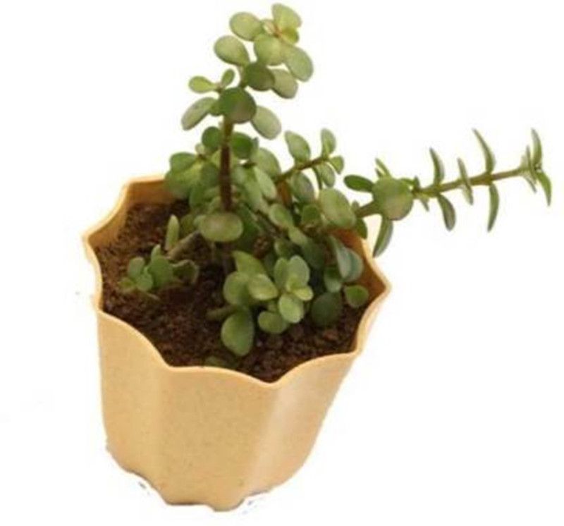 Agroo Liv Jade Plant  (Hybrid, Pack of 1)
