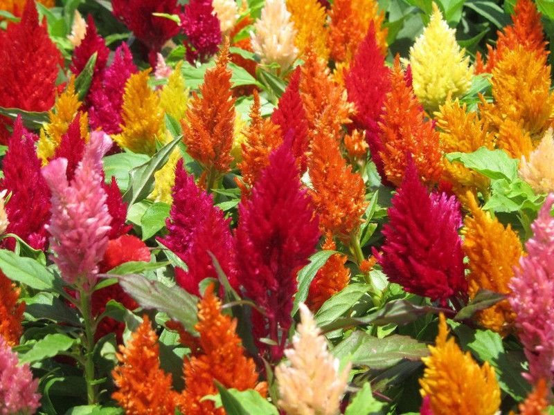 ZIXA Sensational Celosia Seed  (40 per packet)