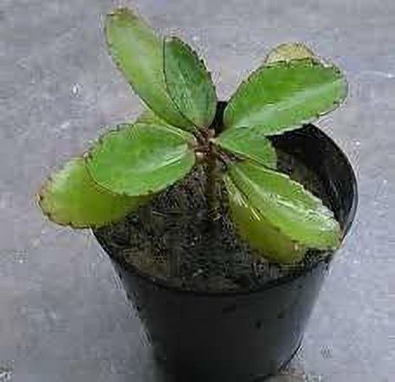 FURYHUB Kalanchoe Plant  (Hybrid, Pack of 1)