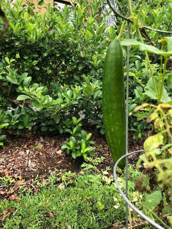 UGRA LONG LOOFAH Sponge Gourd SEEDS Seed  (250 per packet)