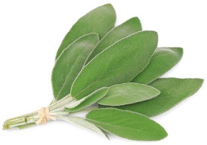 Nodoc Sage Leaves Seed  (49 per packet)