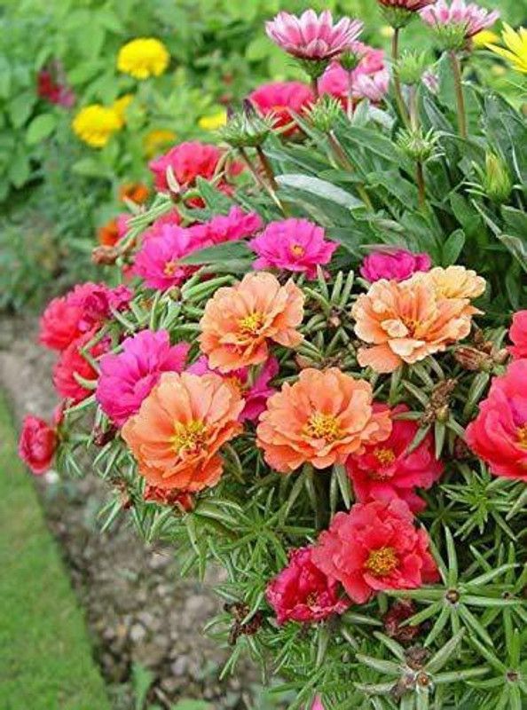 PlantaZee Portulaca Plant  (Pack of 1)