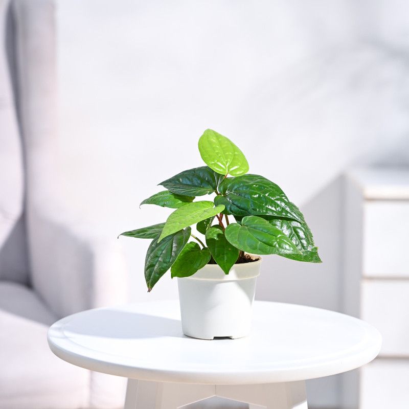 Plantoos Betel Leaf Plant  (Pack of 1)