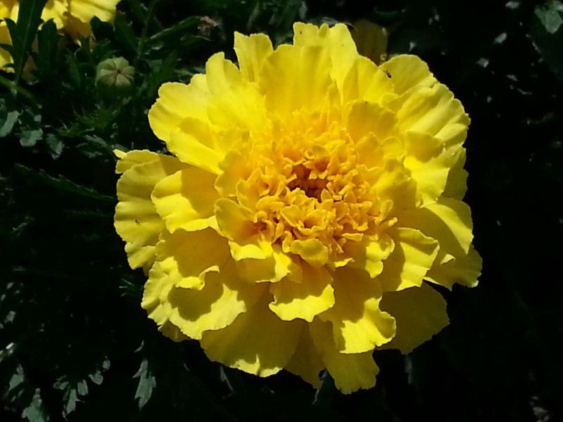 Nodoc Exotic marigold yellow Seed  (28 per packet)