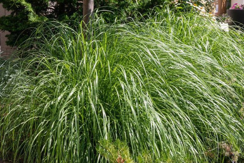 PMB Lemon Grass Seed  (55 per packet)