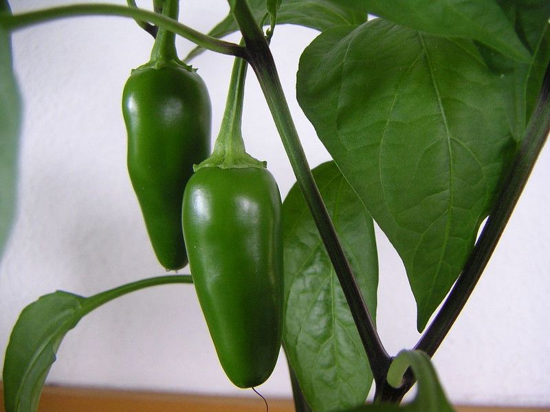 BIOBLOOMS Gardening Green/RED Chilli Country Seeds 1 Pack Bio_46 Seed  (1 per packet)