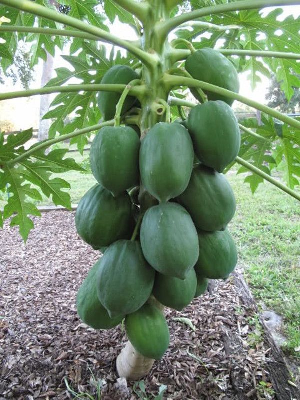 Paudha Papaya Hybrid Seed  (40 per packet)