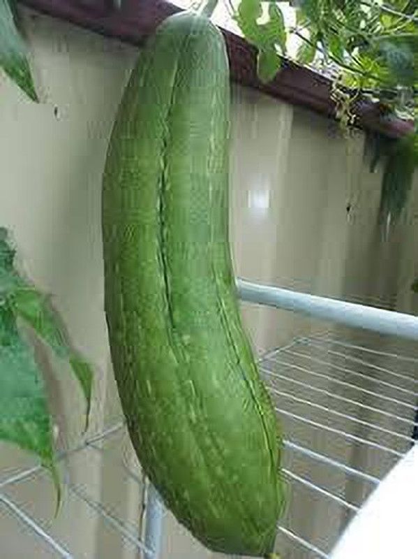 greenfarm Turai seeds Ridge Gourd seeds pure organic ( 75 pcs) green p23 Seed  (75 per packet)