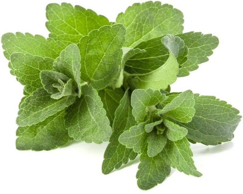 Saurus Stevia rebaudiana - Sweet Leaf Seed  (30 per packet)
