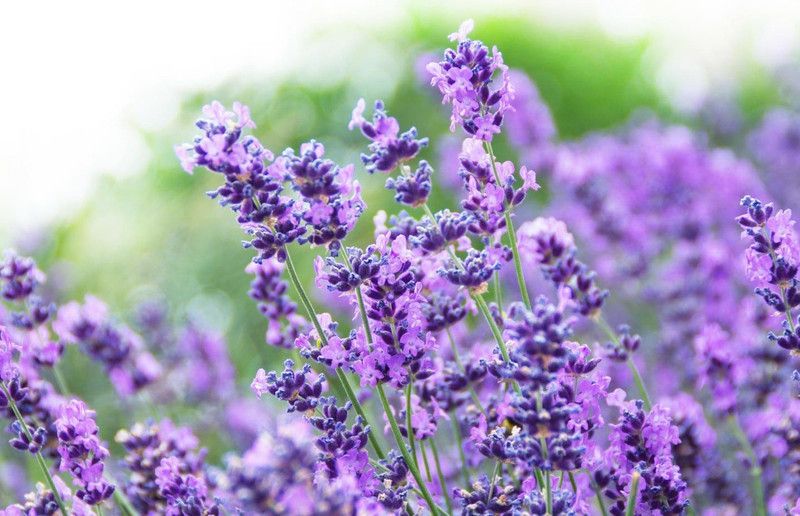 Greenwill Fragrant Lavender Flower Seed  (50 per packet)