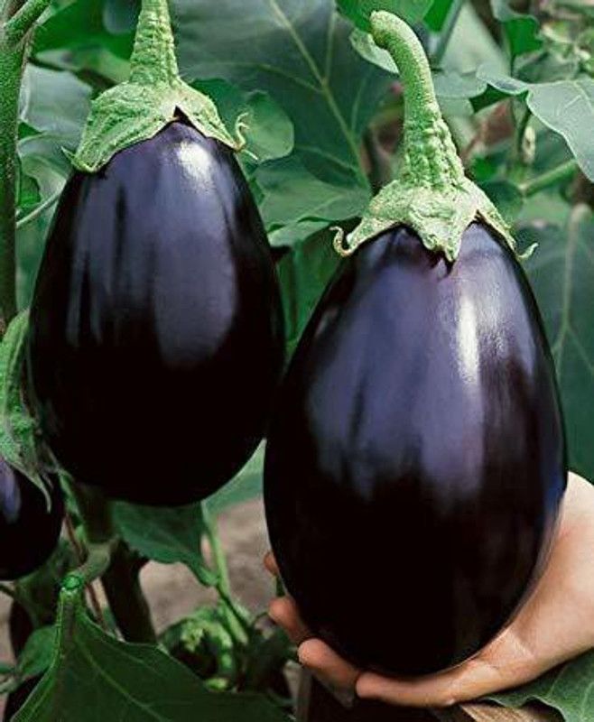 ACCELCROP F1 HYBRID BRINJAL ROUND/ GOOL BAINGAN SEEDS FOR KITCHEN GARDENING Seed  (250 per packet)