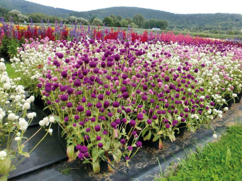 XOLDA Hybrid Gompherna Seed  (58 per packet)