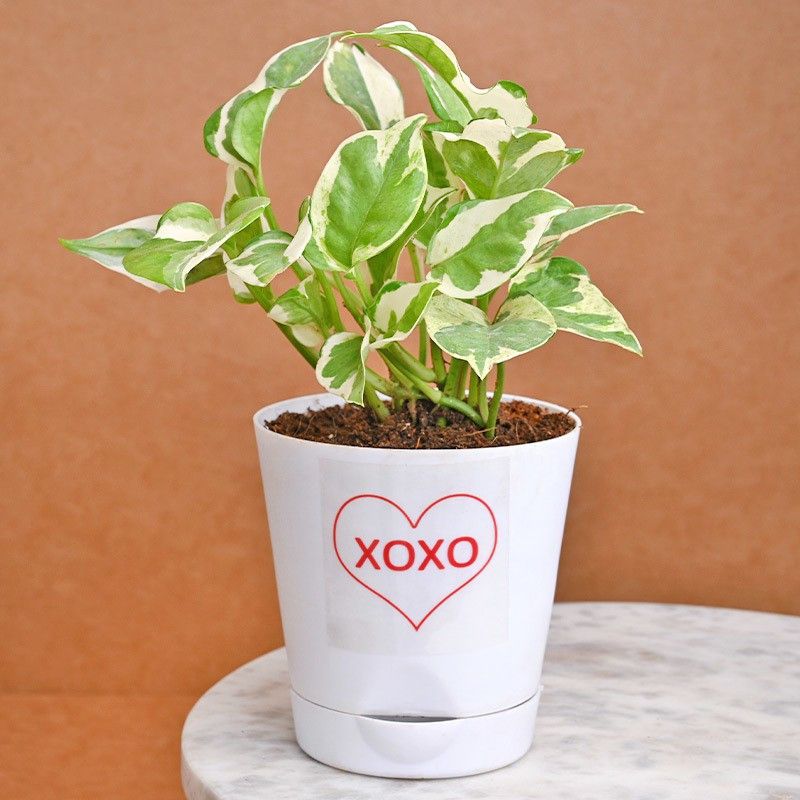 Floweraura Pothos Plant  (Pack of 1)