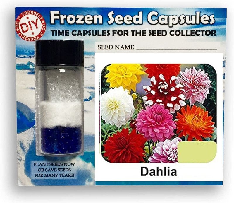 Qualtivate ™ Dahlia Frozen Seeds Time Capsule(50 Seeds) Seed  (50 per packet)
