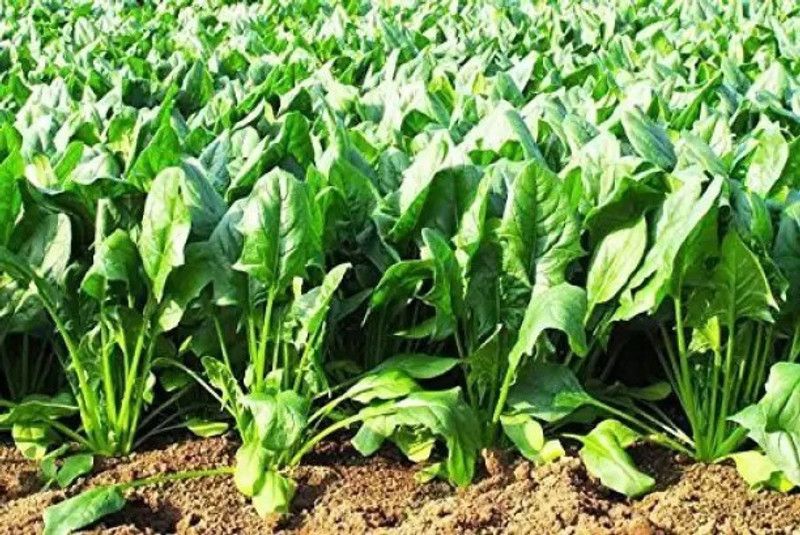 Chalisa Palak, Spinach Seed  (130 per packet)