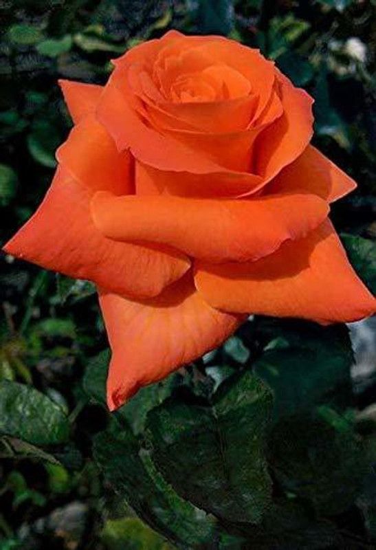 natikrd Rose Plant  (Pack of 1)