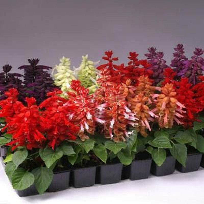 Nodoc Salvia flower Seed  (29 per packet)