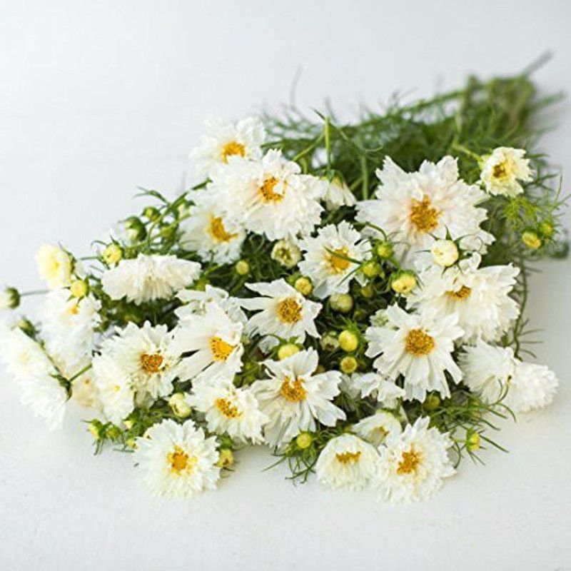 CYBEXIS Cosmos Snow Puff Seeds Seed  (25 per packet)