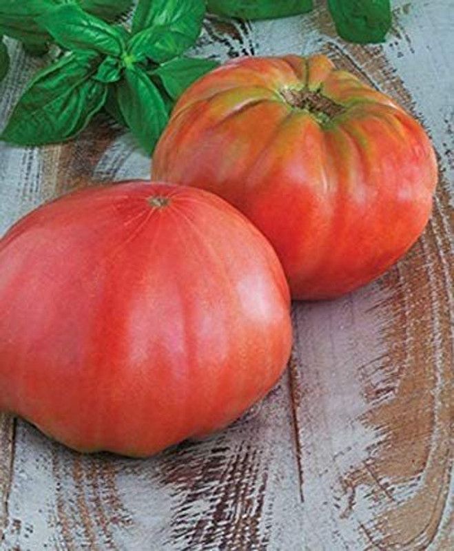 WILLVINE NDIR-969 Heirloom Tomato Seeds - 'Brandywine Black' Seed  (200 per packet)