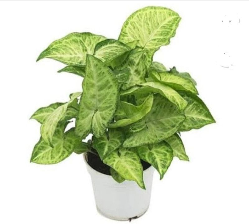 Live Greenn Syngonium Plant  (Hybrid, Pack of 1)