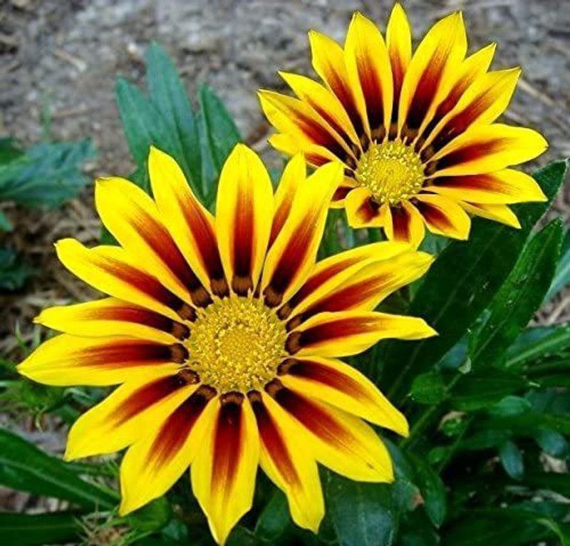 CYBEXIS Treasure Flower, Gazania Mix Seeds - Gazania rigens Seed  (50 per packet)
