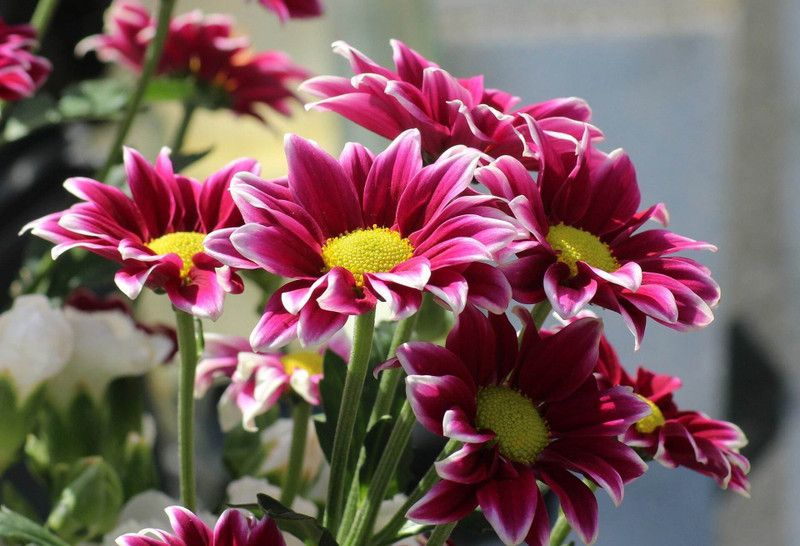 Nodoc Exotic gazania Seed  (25 per packet)