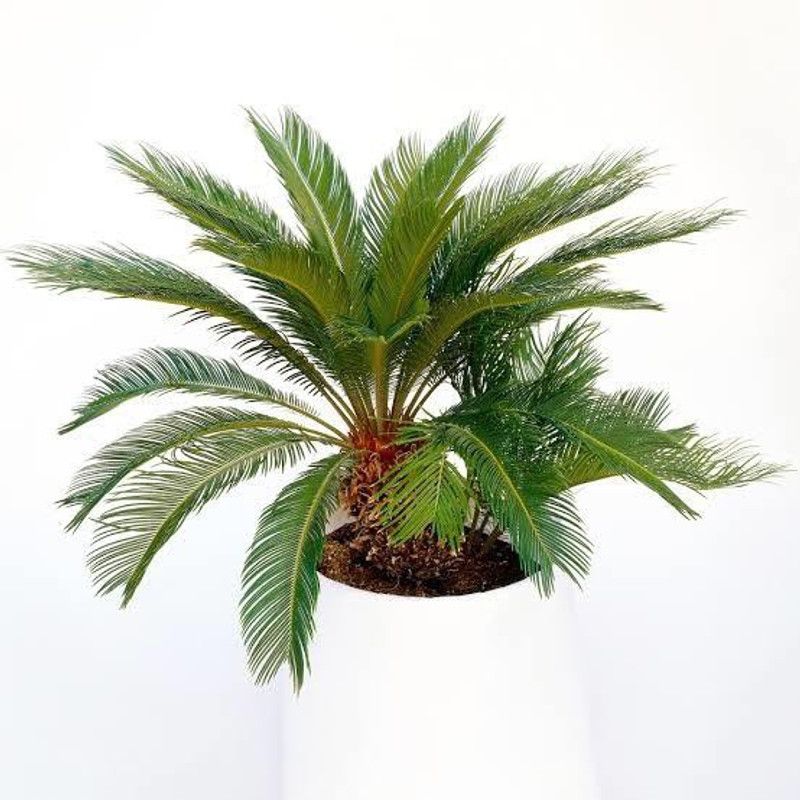 Click to buy Cycus Revoluta Plant  (Hybrid, Pack of 1)