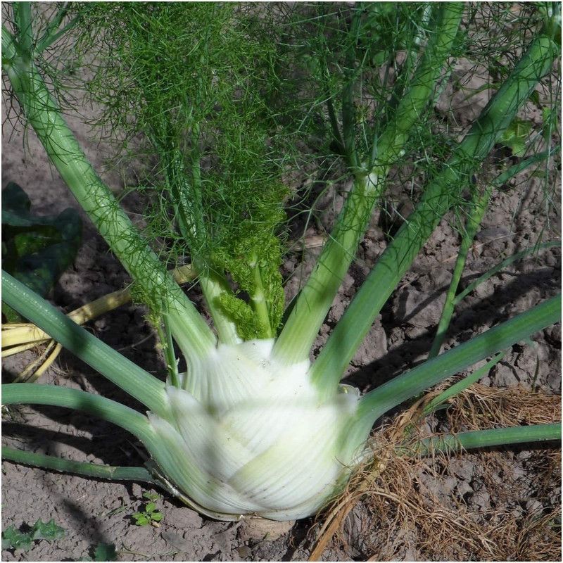 WILLVINE GBPUT-14 Cool-Weather Florence Fennel (Finnochio) Seed  (1000 per packet)