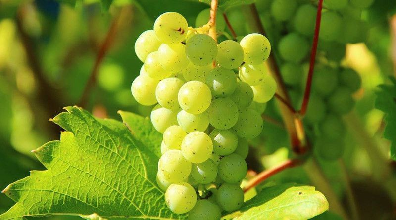 XOLDA Hybrid Grapes Seed  (52 per packet)
