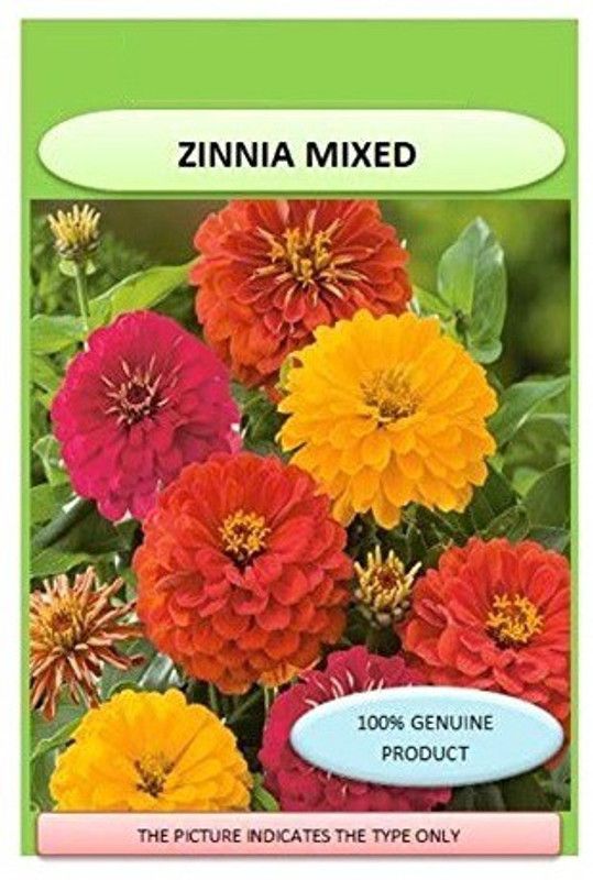 CYBEXIS Zinnia Double Mixed Flower F1 Hybrid Seeds Seed  (1 g)