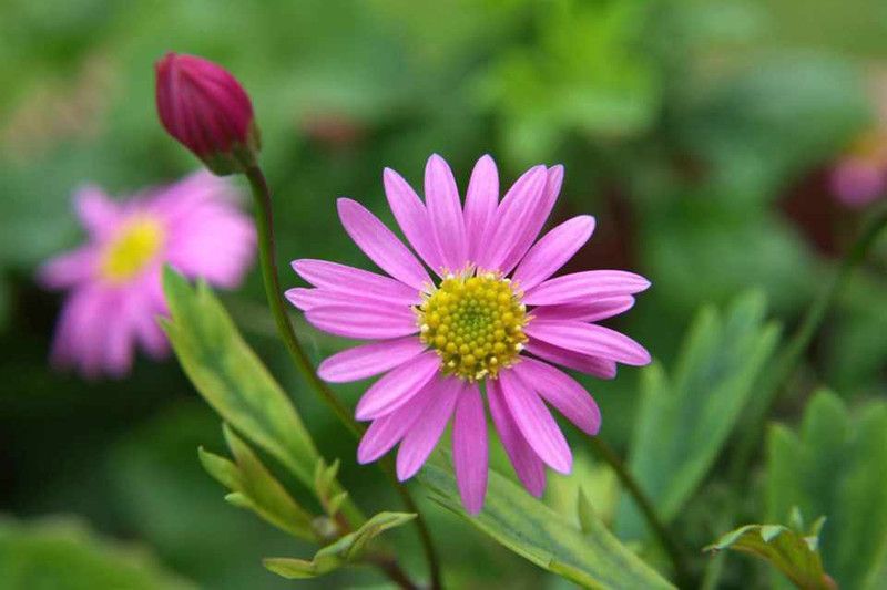 Paudha Swan River Daisy Seed  (29 per packet)