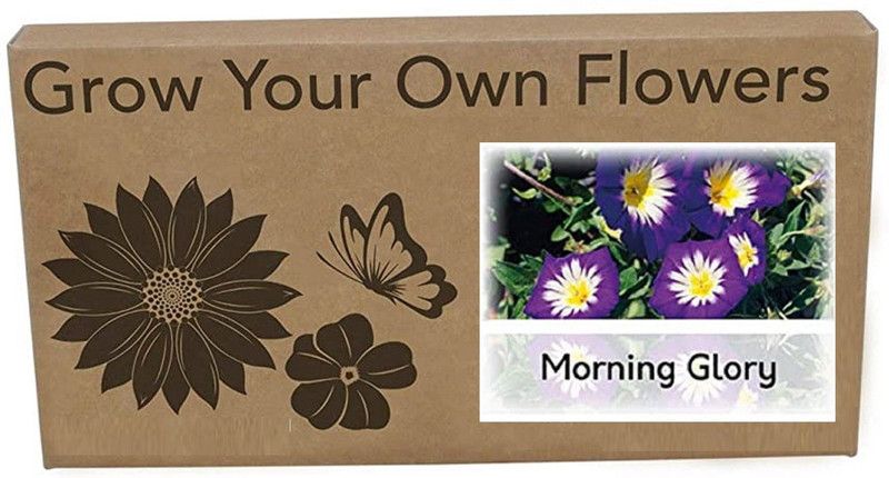 CYBEXIS Morning glory Flower Seeds200 Seeds Seed  (200 per packet)