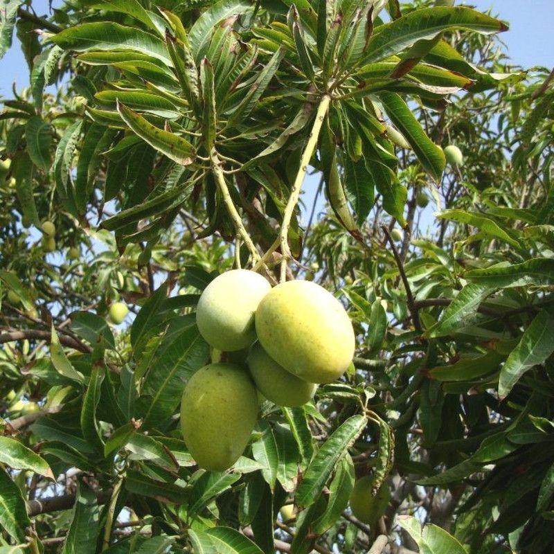 Plantzoin Mango Plant  (Pack of 1)