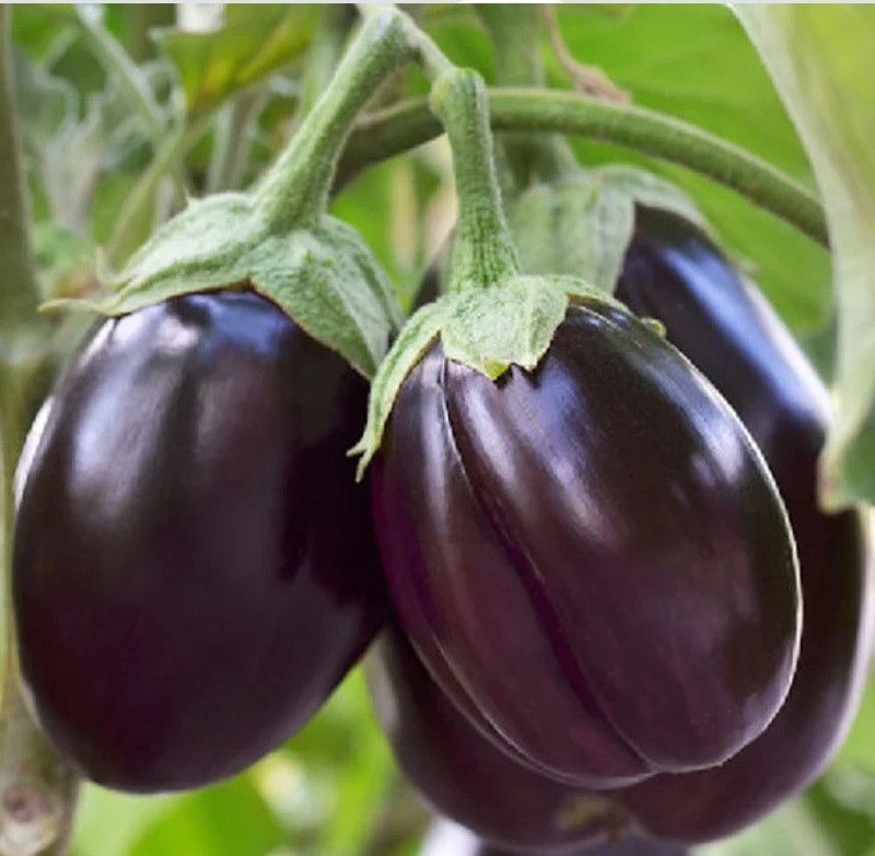 UGRA Patio Baby - Mini Eggplant Seed  (150 per packet)