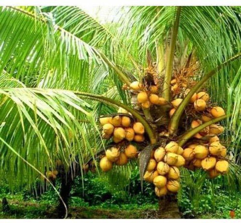 EZtect Coconut Plant  (Hybrid, Pack of 2)