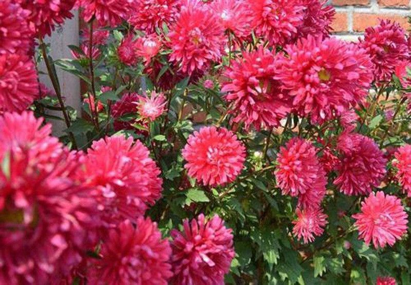 CYBEXIS Chrysanthemum Magenta China Aster Seeds Seed  (25 per packet)