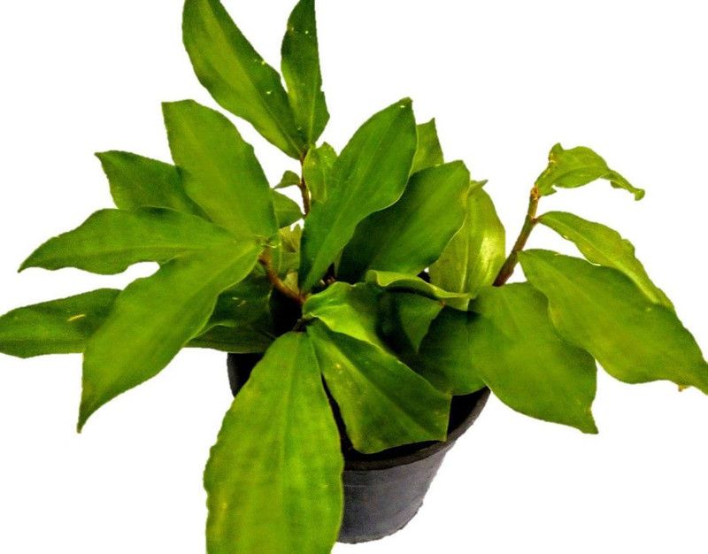 EVY Insulin Plant  (Hybrid, Pack of 1)