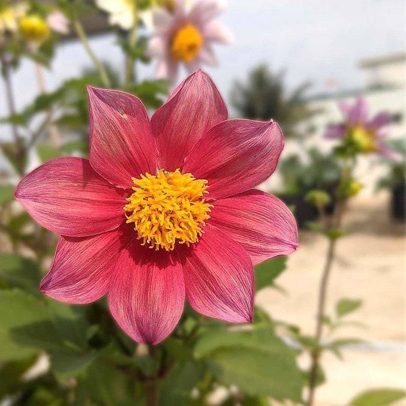 CYBEXIS Dahlia Mixed Flowers Seeds Seed  (50 per packet)