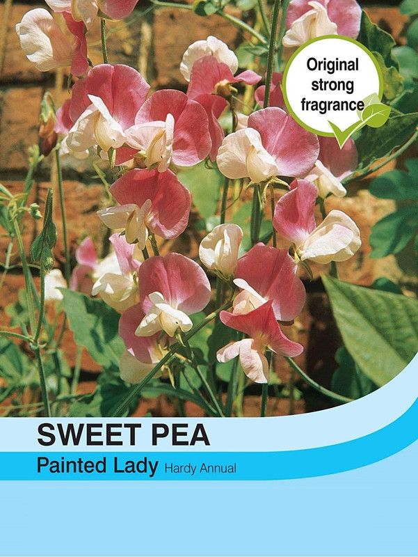 CYBEXIS Flowers - Sweet Pea Painted Lady Seed  (1 g)
