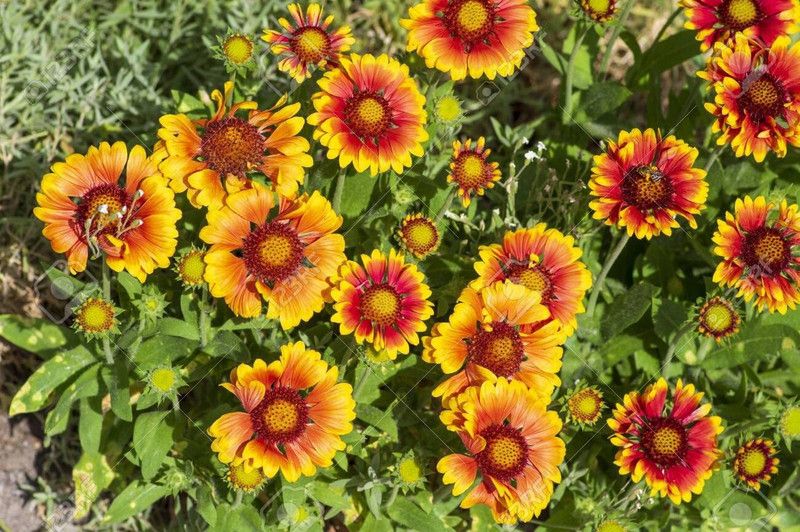 KANAYA Gaillardia Flower Seed  (33 per packet)