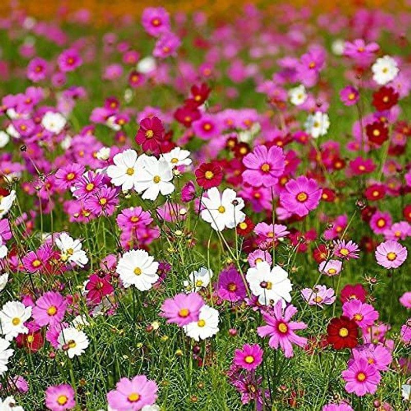 KANAYA Cosmos Flower Seed  (105 per packet)