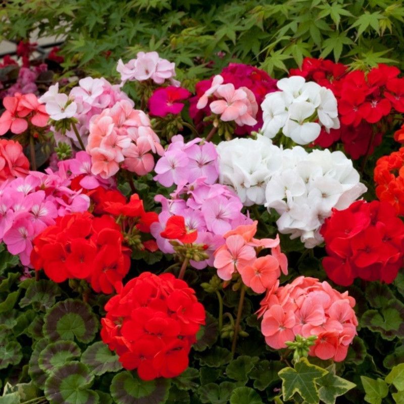 XOLDA Exotic Geranium Mix Seed  (93 per packet)
