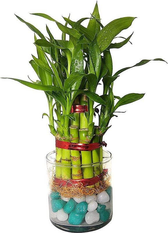 Green Plant indoor Lucky Bamboo Straight Stick  (Pack of 1)