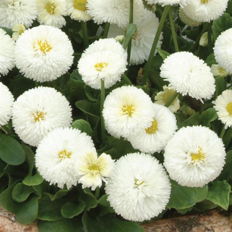 XOLDA Exotic Daisy White Flower Seed  (92 per packet)
